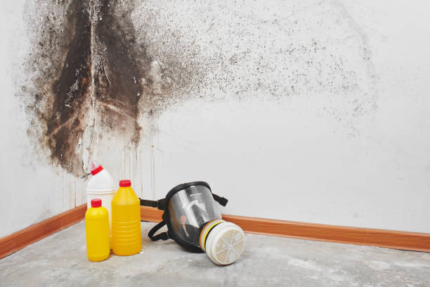 Trusted North Kansas City, MO Mold Remediation Experts