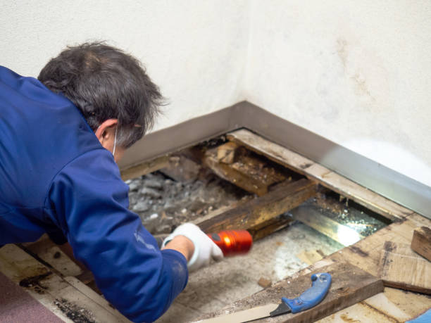 Best Attic Mold Remediation in North Kansas City, MO