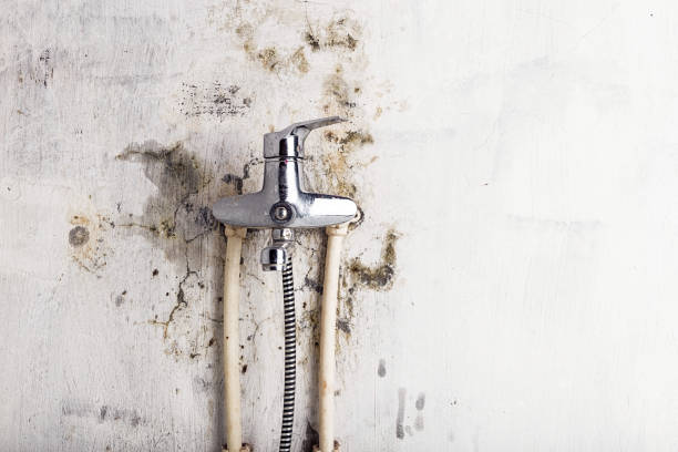 Best Preventive Mold Services in North Kansas City, MO