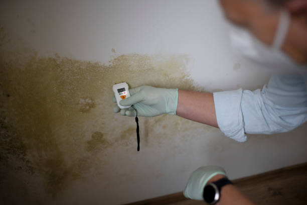Best Basement Mold Remediation in North Kansas City, MO