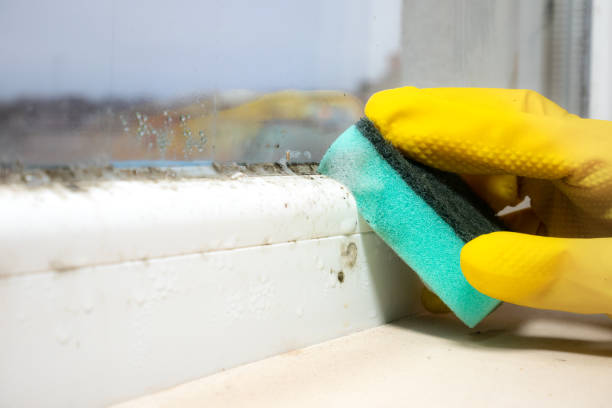 Best Emergency Mold Remediation in North Kansas City, MO