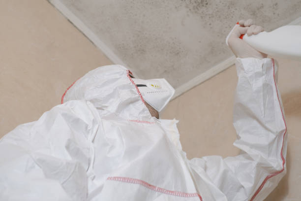 Best Bathroom Mold Remediation in North Kansas City, MO