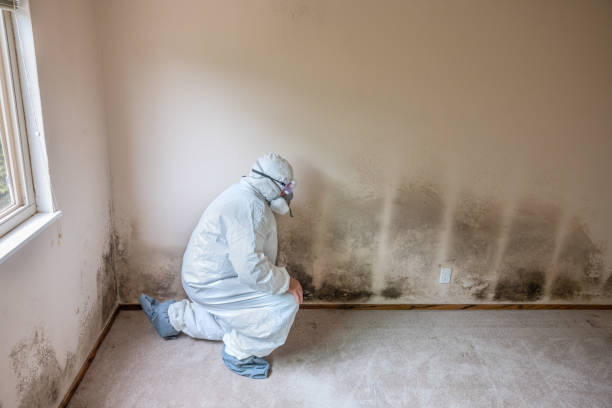 Best Industrial Mold Remediation in North Kansas City, MO