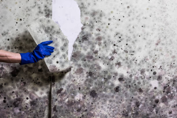 Best Crawl Space Mold Remediation in North Kansas City, MO