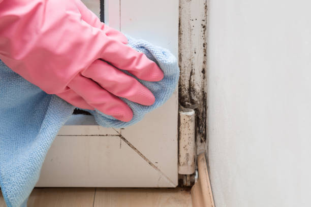 Best Kitchen Mold Remediation in North Kansas City, MO