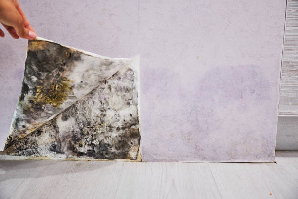 Best Attic Mold Remediation in North Kansas City, MO